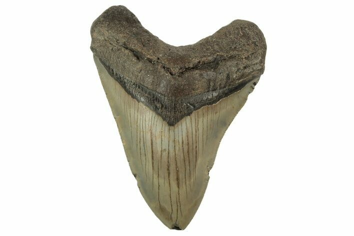 Serrated, Fossil Megalodon Tooth - North Carolina #219492